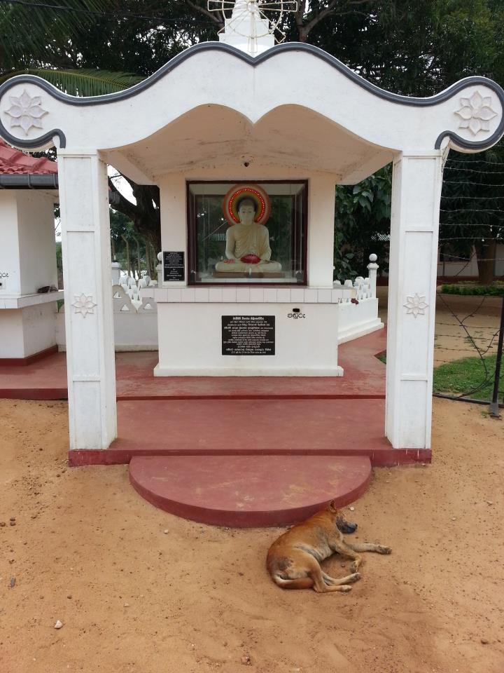 Let Sleeping Dogs Lie; Buddhist Shrine Outside Military Base, NE Sri Lanka